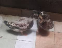 pair of ducks . age 6 months.
