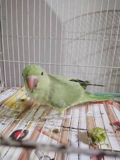 Green ringneck katha Parrot