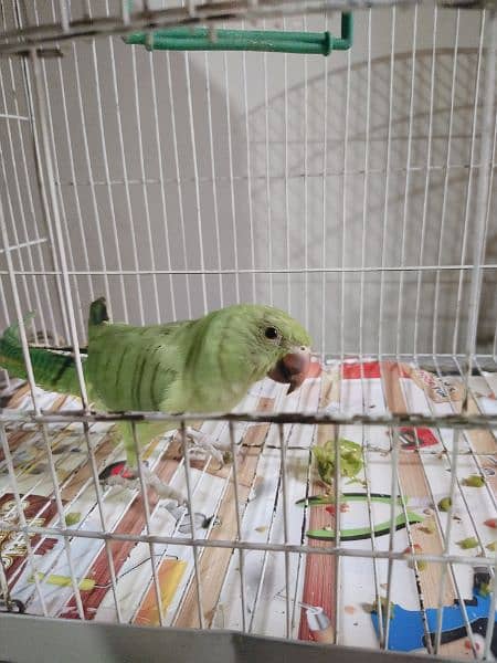 Green ringneck katha Parrot 1