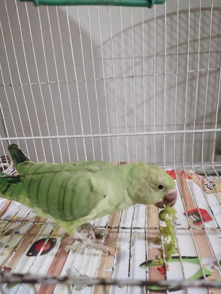 Green ringneck katha Parrot 2