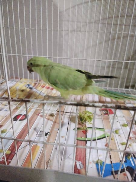 Green ringneck katha Parrot 3