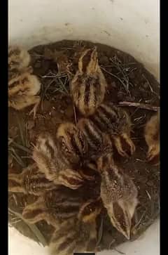 1 hafts ka sindhi chiks for sale