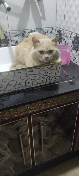 Fluffy Persian Cat for sale 0