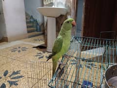 6 month ka parrot male