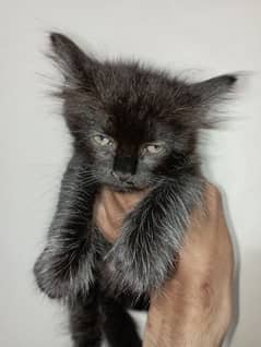 Persian Kitten pair 1.5 Months age