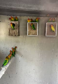 lovebirds full colony for sale