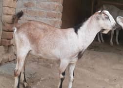 Tedda breeder very active goat bakra  in talagang chakwal