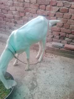 rajanpuri 1 number bakri h