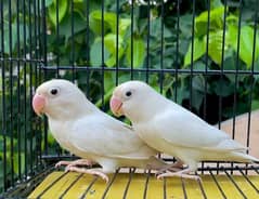Common lutino/lutino personata/Blue fishri/Albino/love bird/pestelblue
