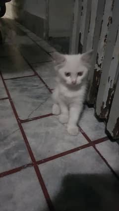 Persian Female Kitten for Sale