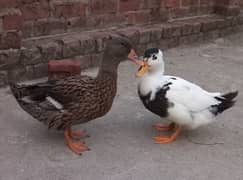 2 female ducks for sale