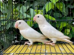 Cremino/Common lutino/lutino personata/Albino/love bird/decino