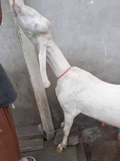 rajanPuri/Goat