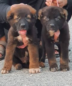 Bakarwal puppies pair full security dog's age 2 month for sale