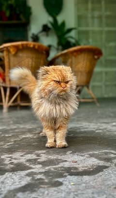 persian cat male brown color (03265454222)