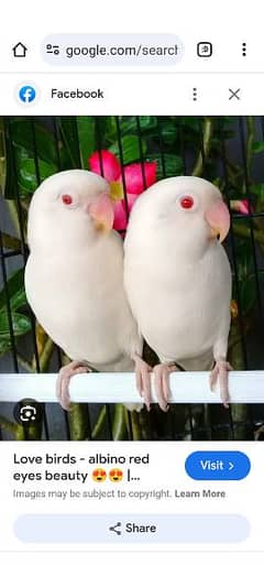 albino red eyes , black eyes ,all red ring birds ,