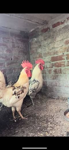 Golden Misri chickens