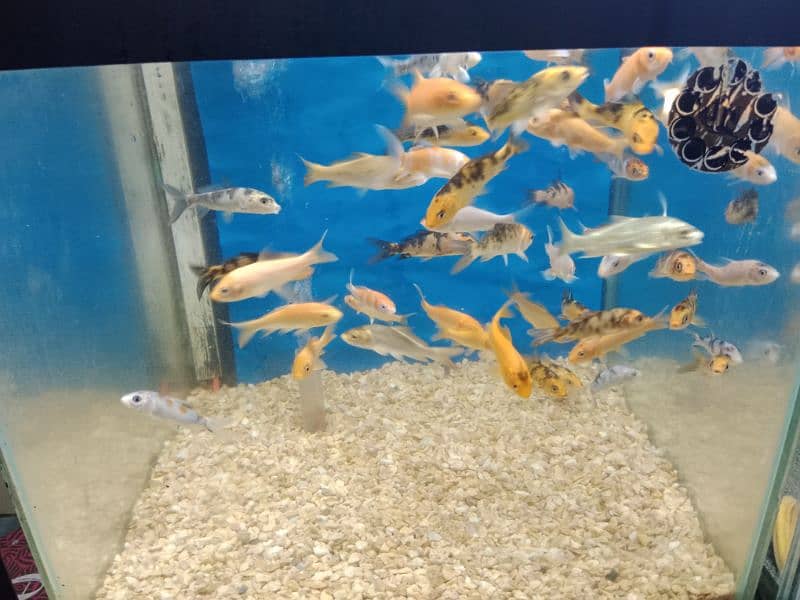 Mix Koi available 0