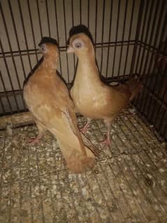 Door been pigeons pair for sale