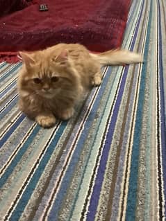 Persian cat for adoption