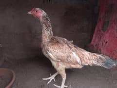 Aseel female egg laying