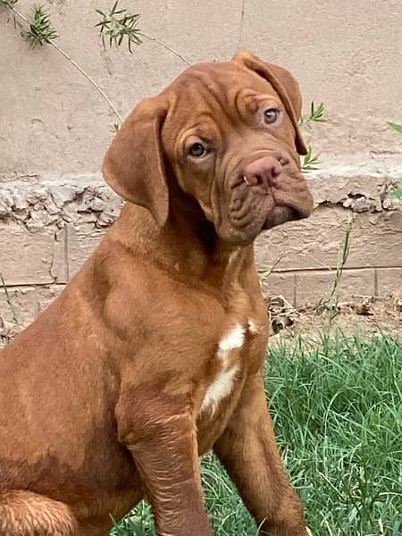 Top Quality Bullmastiff Pups for sale 0