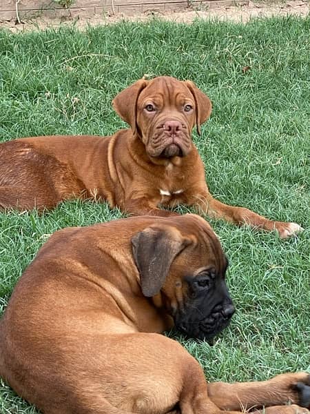 Top Quality Bullmastiff Pups for sale 2