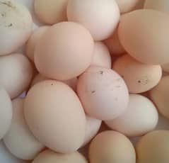 Australorp fertile egg
