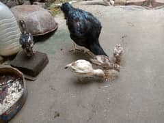 Aseel Mianwali hen & 4 chicks urgent sale