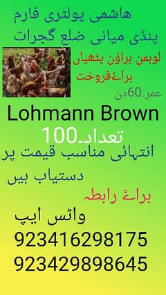 Lohmann Brown Big sale