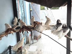 fancy pigeons kabootar