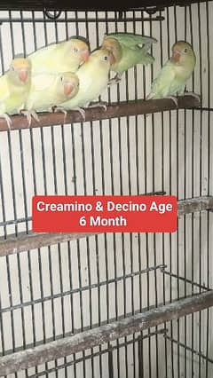 Creamino & Decino