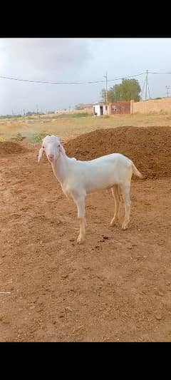 gulabi tapra bakra