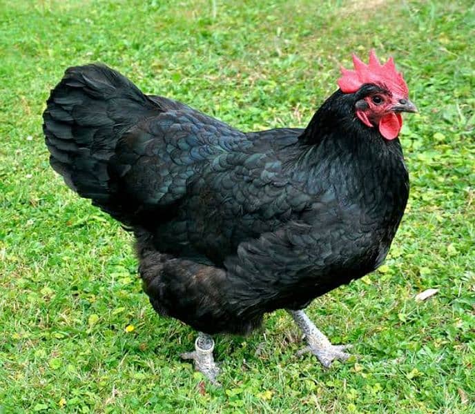 Pure Australorp hens F1 breed for sale Breeders 2