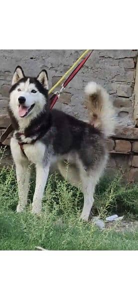 Husky male for sale age 6 months 0