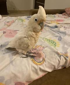 goffin cockatoo hand tamed