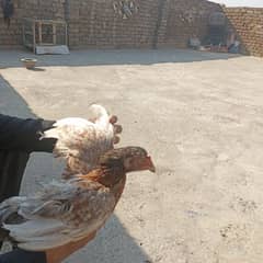 Aseel pair for sale