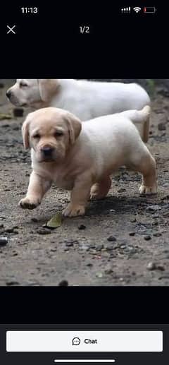 British Labrador puppies available watts app only