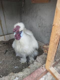 silkie pair