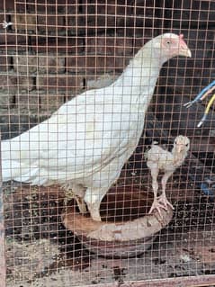 Trio white heera Aseel Available