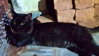 Black Persian Cat Triple Coated Male