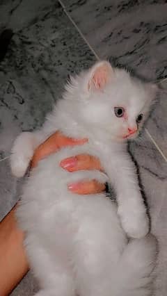 persian kittens for sale all avalible male and females