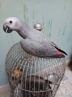 african grey parrot