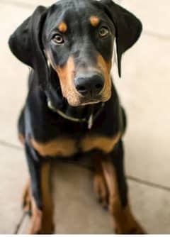 doberman