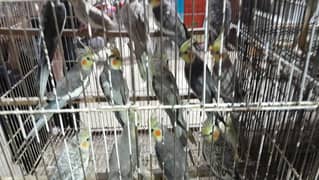 Prince bird pasrur