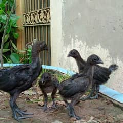 Ayam cemani pure  chicks / Light Sussex heritage breeder pair