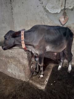 cow saiwal cross