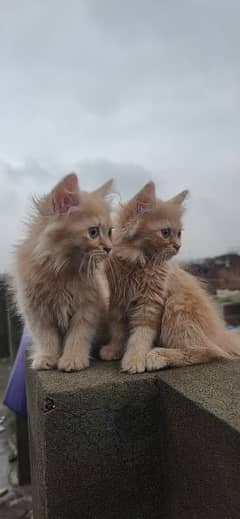 Persian cats brown color