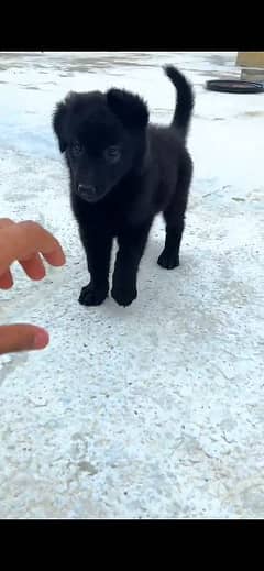 German shepherd pups