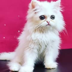 Semi Punch Persian Kitten Triple Coated